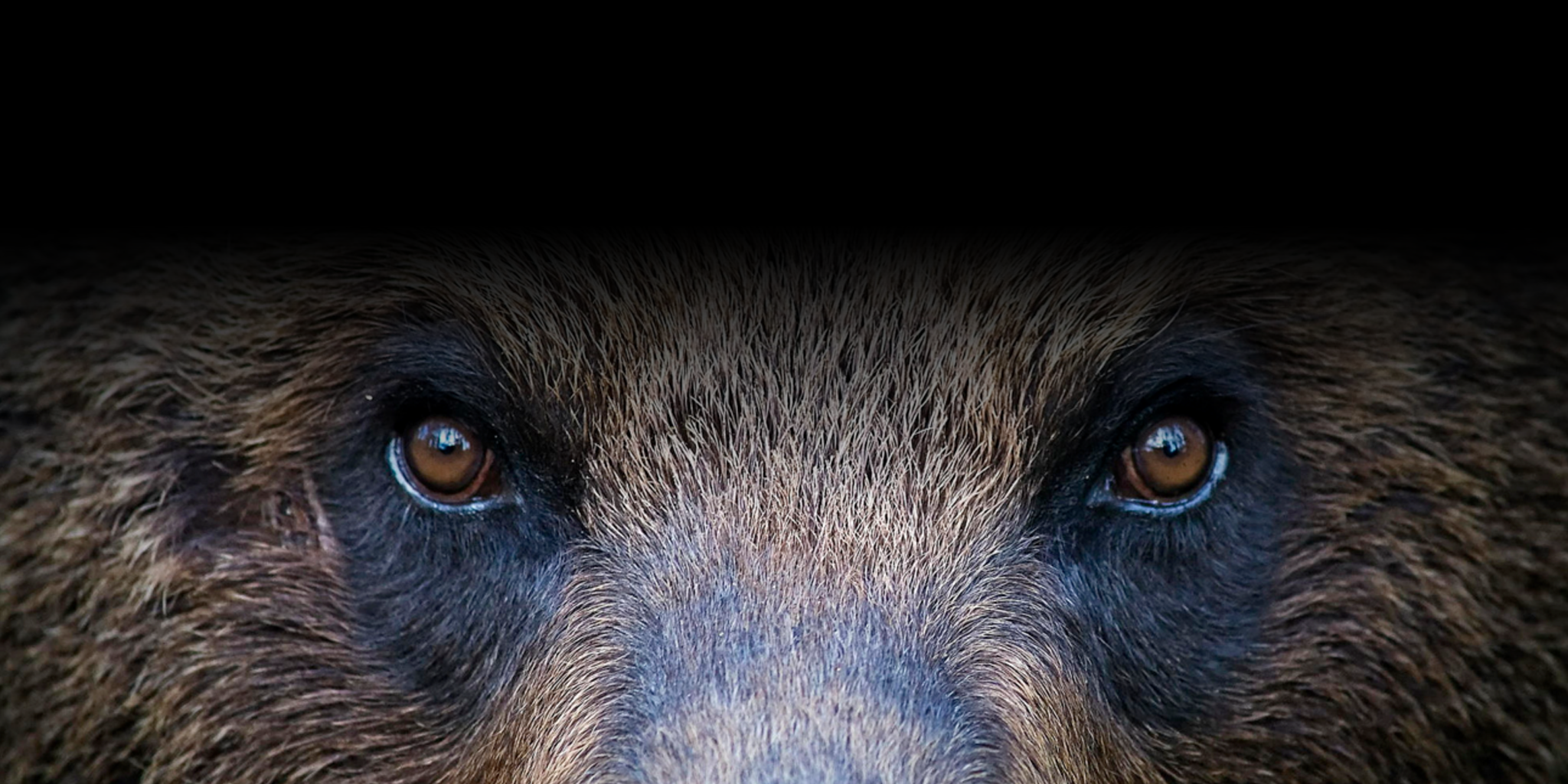 Bear Eyes